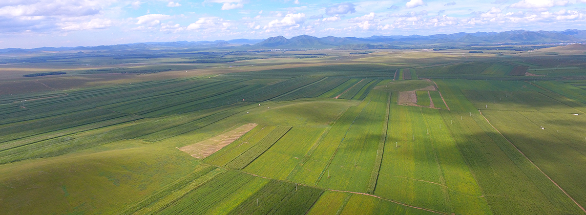 海外産玄蕎麦、緑豆の輸入及び国内販売 | 株式会社クレアク1