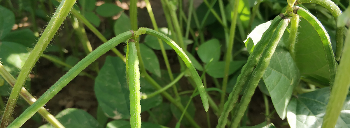 海外産玄蕎麦、緑豆の輸入及び国内販売 | 株式会社クレアク2