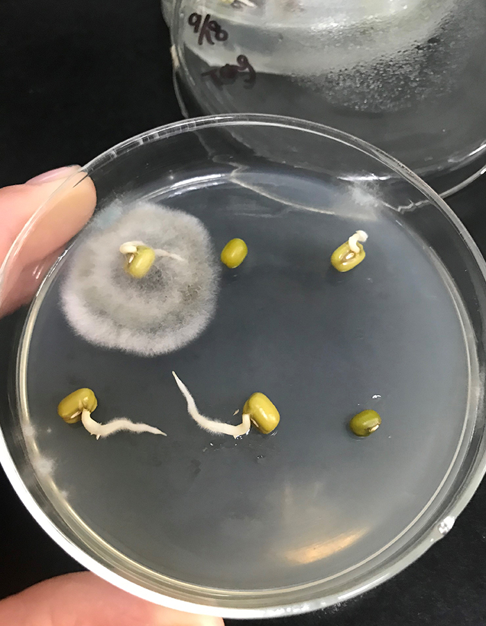 シャーレ　白カビ